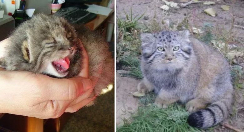 Strange Kittens Discovered in Russian Barn, never seen before moment