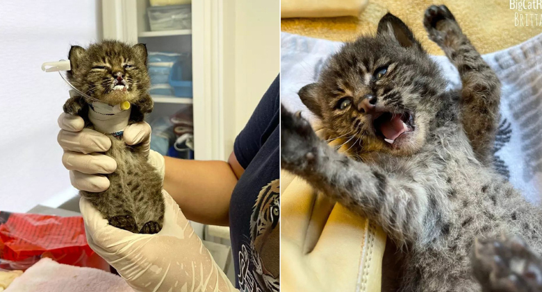 Summer, the tiniest bobcat ever, is still a sanctuary's "forever kitten"