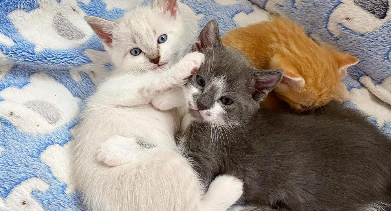 Ten days after having her litter of three kittens, the cat adopts an infant kitten as her own