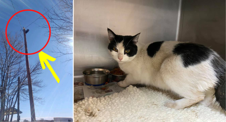 Thankful Stray Cat is Saved from Pole... three days later