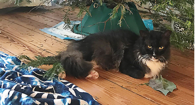 Thanks to volunteers, Feral Cat Hank Undergoes Dramatic Transformation