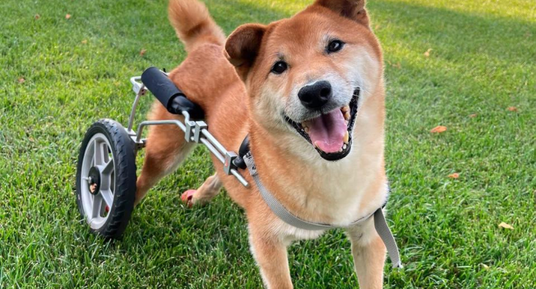 The 2022 World's Cutest Rescue Dog Contest is won by Gordon the Shiba Inu