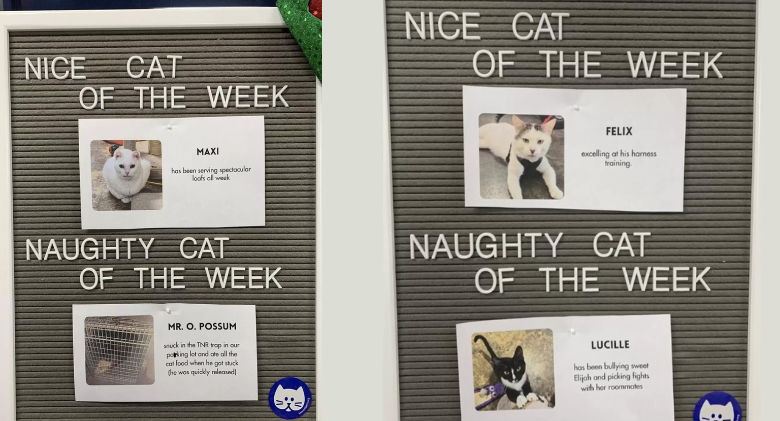 The "Nice And Naughty Cat of the Week" at this shelter is popular with the public