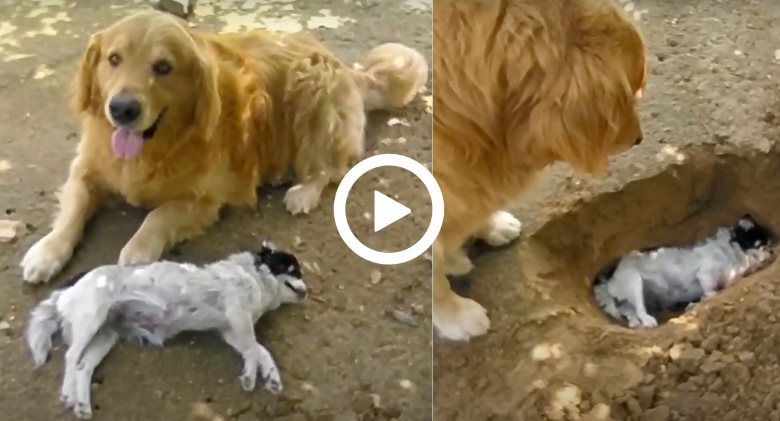 The Golden Retriever rejects the idea of burying its deceased friend