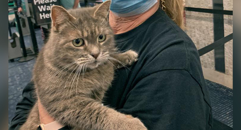 The Incredible Story of Ashes Illustrates How a Microchip Can Save A Cat's Life