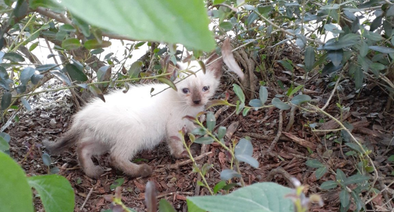 The Land Of The Stray Siamese Cats: Cat Man Chris's 8-Month Trapping Crusade