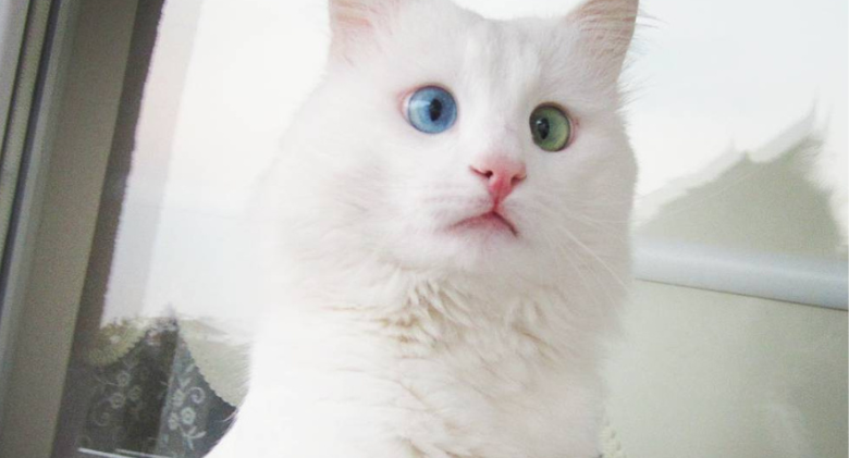 The Most Mesmerizing Eyes Of Different Colors Are On The Snow-White Cat