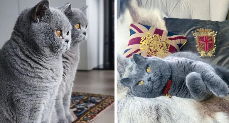 The Teddy Bear Of The Cat World Is Here! Meet The Cute Blue British Shorthair Cat