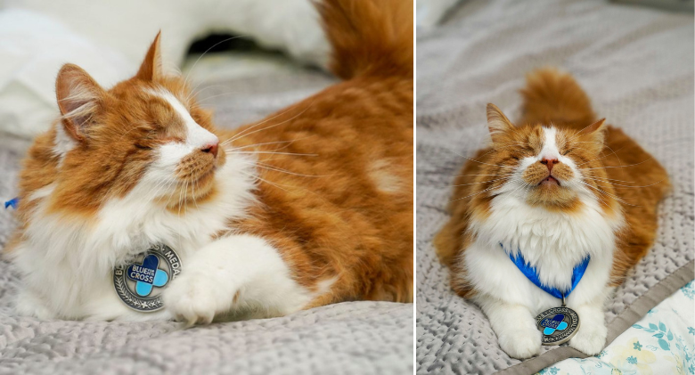 The UK's 80th Annual Blue Cross Medal was given to Carrots the Blind Therapy Cat