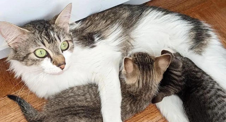 The cat approaches the kind people who found her with the kittens and decides to trust them