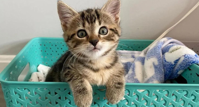 The kitten insists on sitting on a warm lap while keeping an eye on her people and won't leave their side