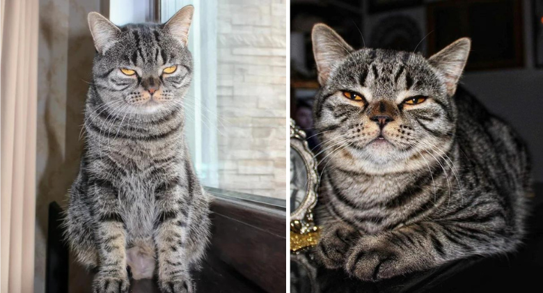 The kitten known as "Grumpy Cat 2.0" has a face that is always angry