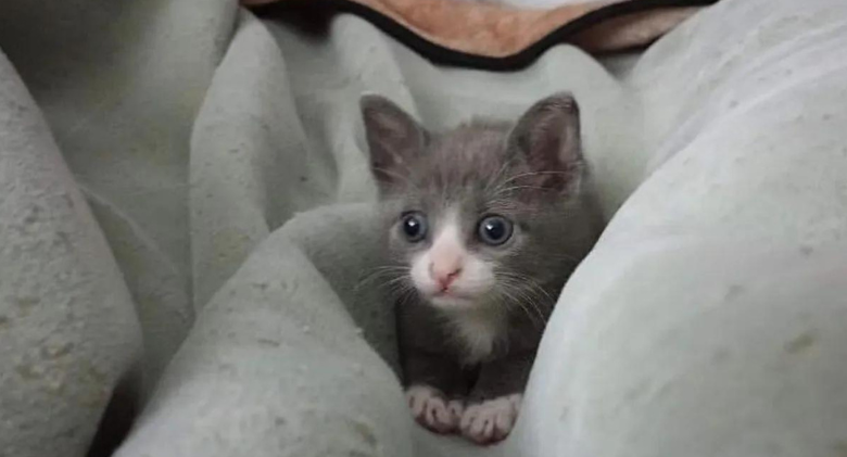 The kitten that was discovered waddling by himself now has a cat to ...