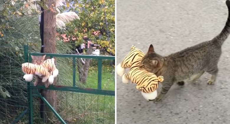 The neighbor's cat comes over to borrow a tiger plush toy