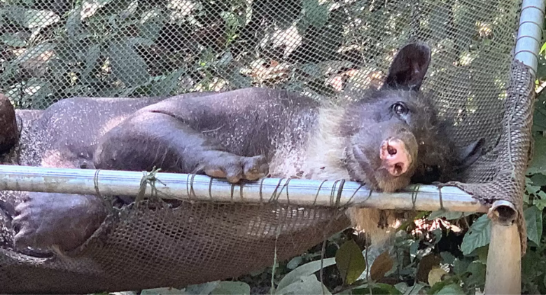 The once-sad and lonely bear who lost her fur is now thriving