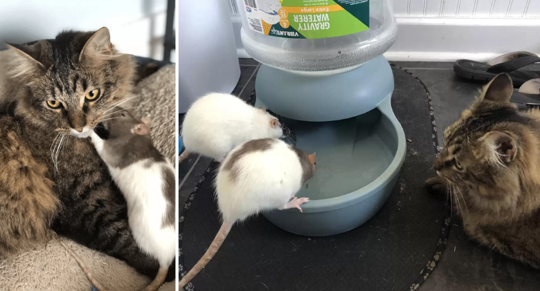 The owner discovers her cat snooping off to cuddle with her pet rat