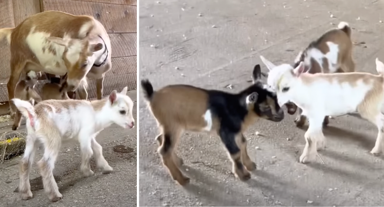 The prettiest goat triplets go about with the happiest feet