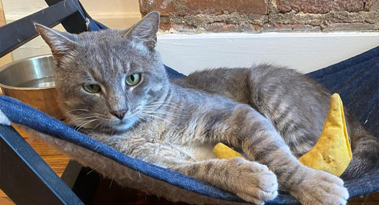 The starving cat who was saved from Brooklyn Street, is a perfect gentleman