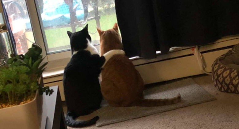 The sweet cat calms his anxious brother during a storm