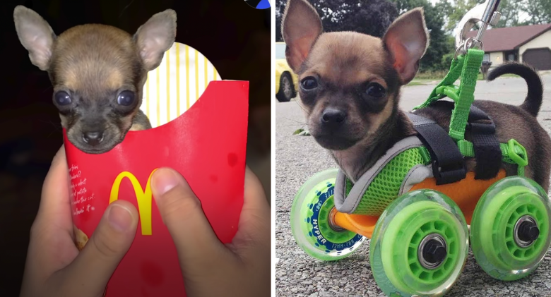 The tiniest puppy born without front legs enjoys racing around on his wheels