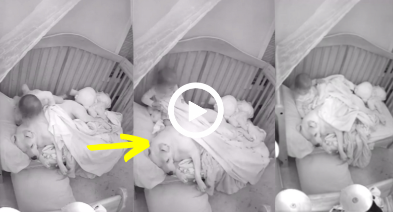 The viral video shows a toddler tucking a pit bull into her bed