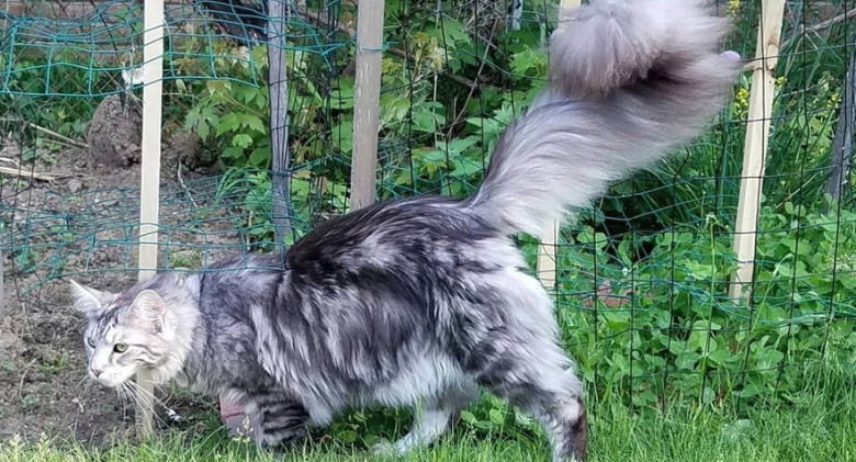 The world's longest tail belongs to a super fluffy cat, Still Expanding