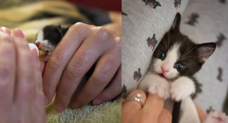 They discovered a tuxedo baby little yet with a tiger's heart! and it forever altered her life