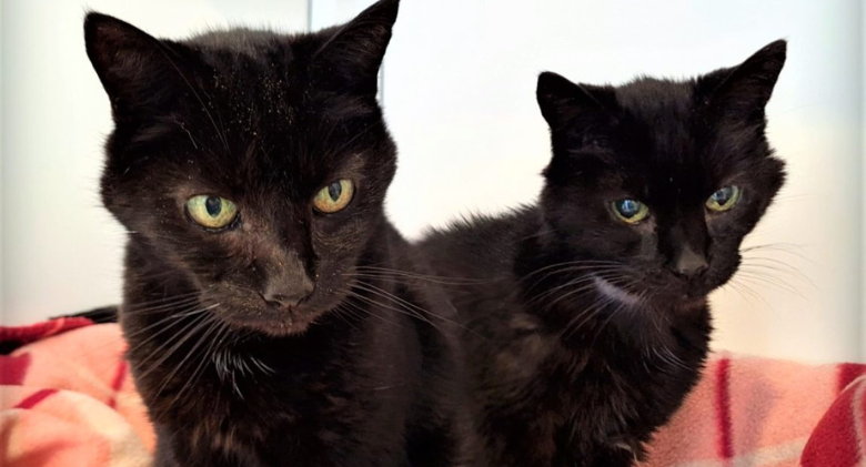 They gave up These 2 bonded brother cats, who are now 21 years old, have a new home