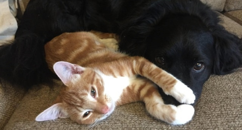 This Cute Dog And His Adopted Kittens Prove That Families Come In All Shapes And Sizes!