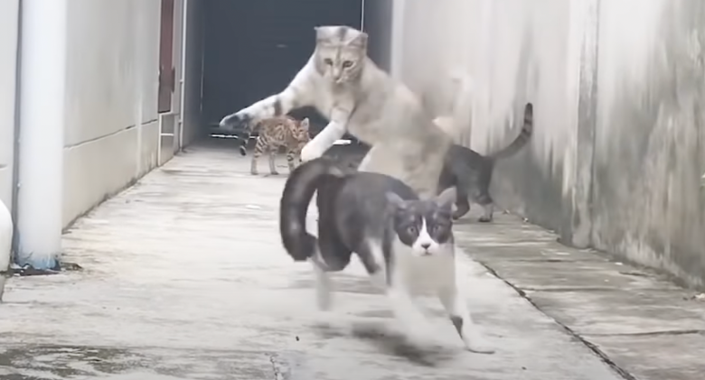 Three cats tried to catch him, but the cat makes a hilarious great escape