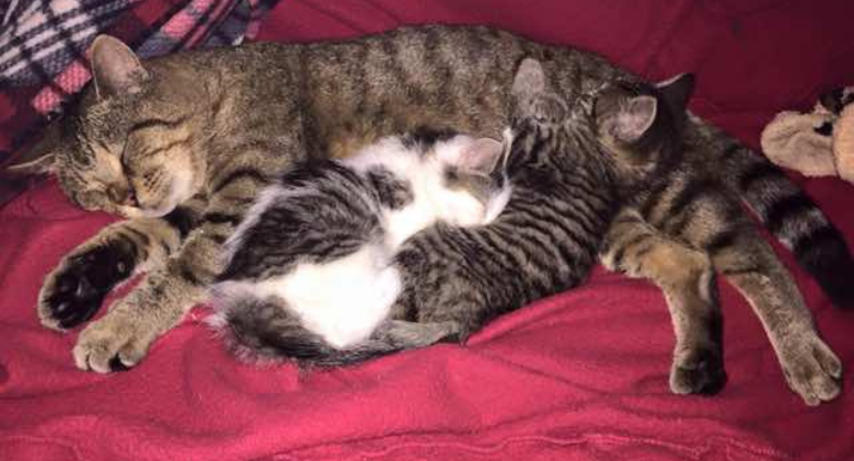Three rescue kittens were raised by a stray tabby cat who acted as their papa