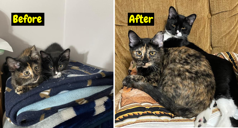 Tim Bunker Shared 2 Cats Before & After Pic of Cats...