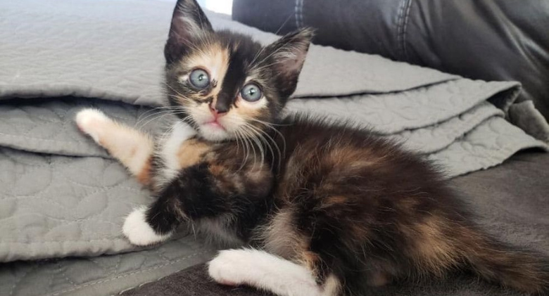 Tiny Kitten Emerges From The Bushes And Approaches Her New Mom