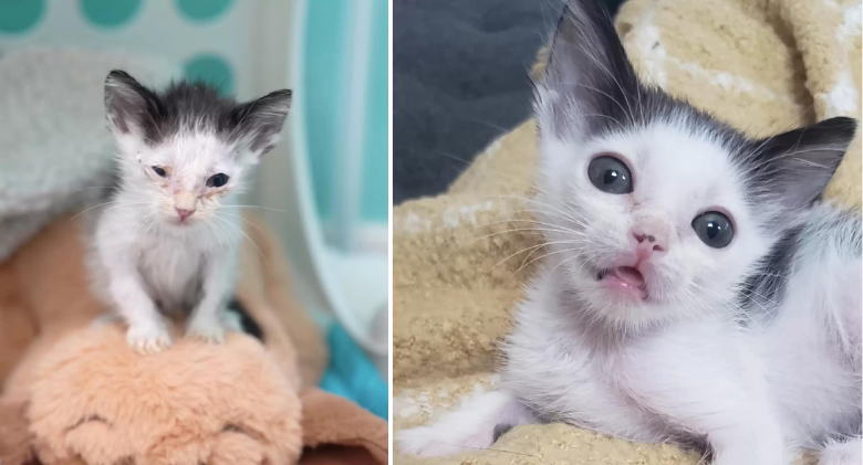 Tiny Kitten With the Most Gorgeous Glow-Up Almost Lost It