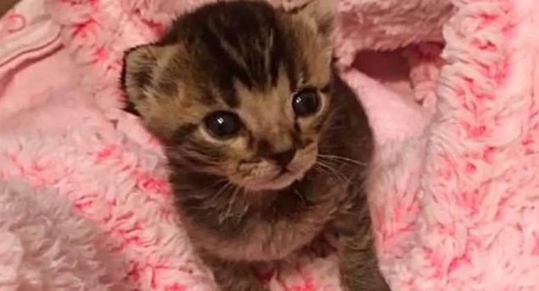 Tiny Kittens in Size has a strong personality, a loud voice, and a cat to help raise him