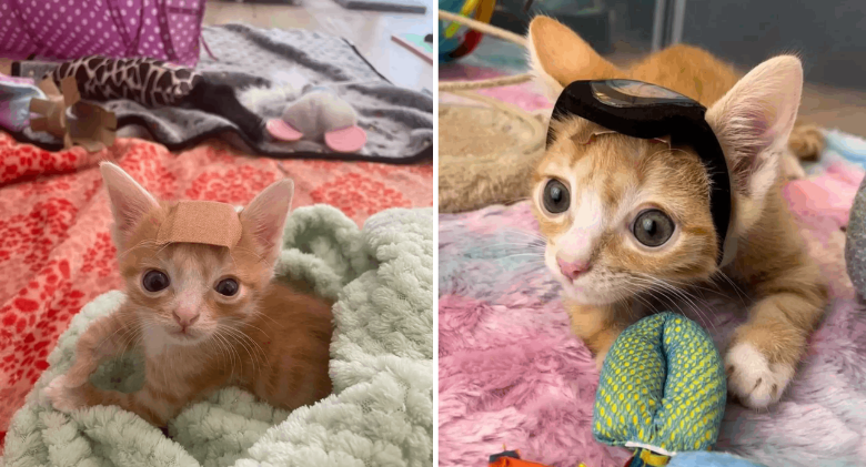 Tiny special needs Cat Has A Band-Aid On His Head All The Time