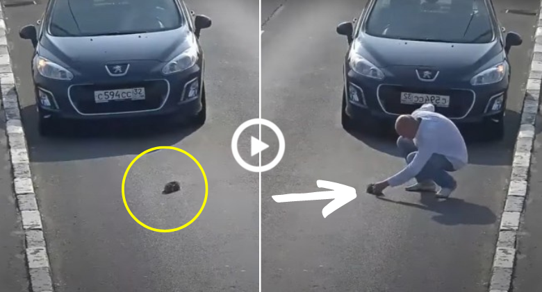 To Save A Kitten's Life, A Man Stops His Car On A Busy Road ~ Viral Story