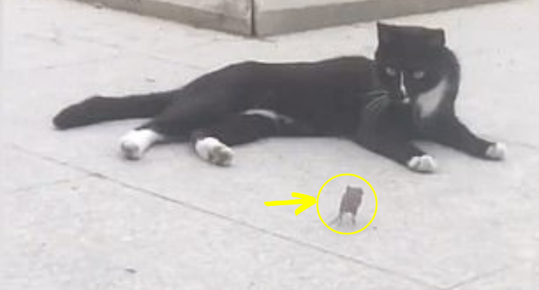 Tom and Jerry in Real Life: After being chased around, the mouse approaches a cat for a cuddle