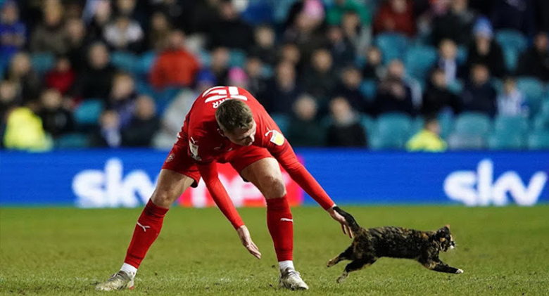 Topsey the Cat Has Been Missing for 7 Months, But Family Discovers Her at Football Game