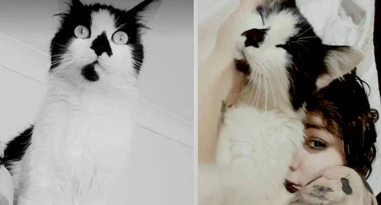 Tuxie Cat Marko's distinctive markings assist in bringing him home After 6 Years Missing