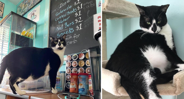 Tuxie Jensen, a rescued cat, urges us to give older shelter cats a chance