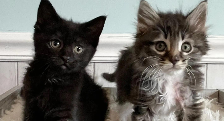 Two Family Cats Give Kittens Who Needed a Lot of TLC the Sweetest Welcome