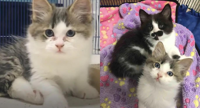 Two Special Needs Kittens Teach Each Other to Walk