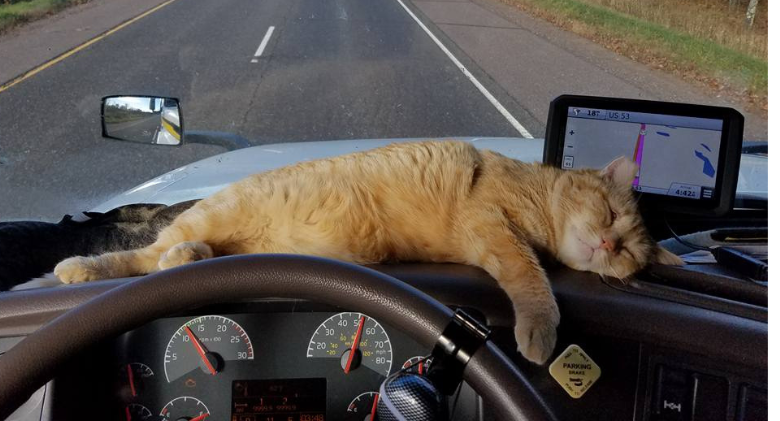 Unaccompanied truck driver adopts stray cat