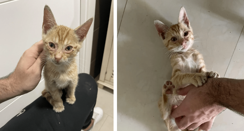 Unaware that the kitten is about to change his life, a man finds a kitten inside a bus