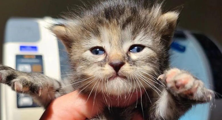 'Unicorn Kitten' Arrives to Rescue Looking Like Two Cats Pieced Together