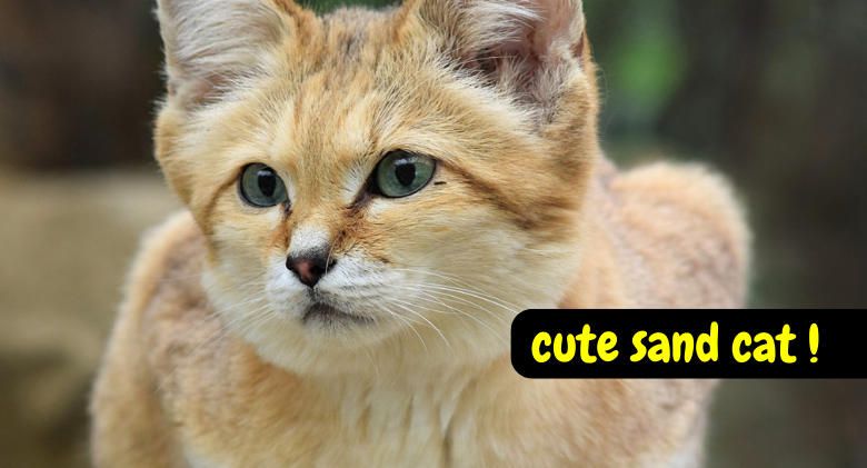 United Arab Emirates Sees Cute Sand Cat for the First Time in a Decade