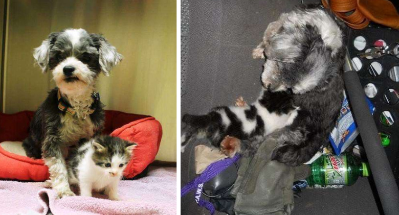 Unwanted Canine Found Nursing An Orphaned Kitten