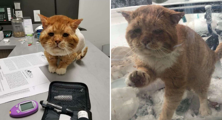 Unwanted cat knocks on woman's door and begs to be let inside to escape the cold