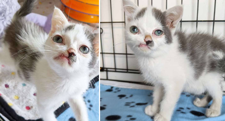 Wants Someone To Love Him Just As He Is: Kitten with Twisted Face